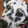 GRETA